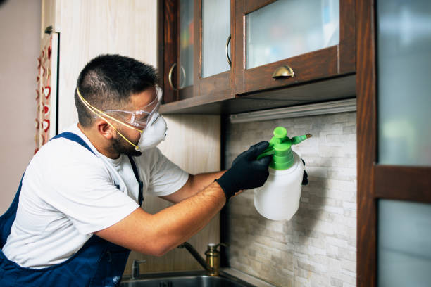 Wasp Removal Services in Rossmoor, CA