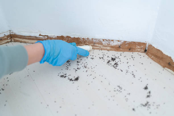 Pest Prevention Services in Rossmoor, CA