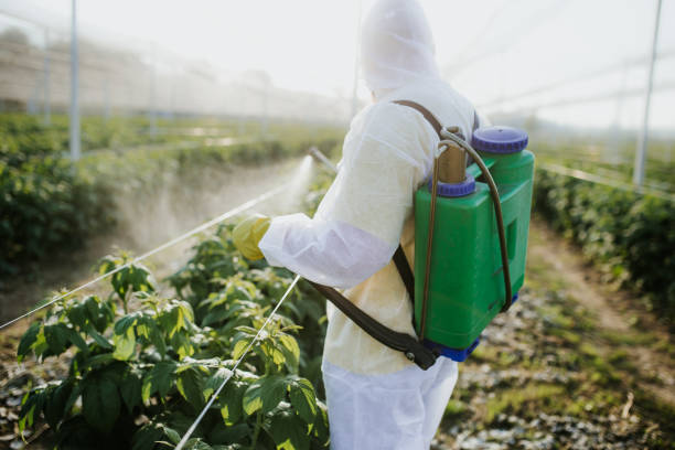 Best Ant Control Services  in Rossmoor, CA